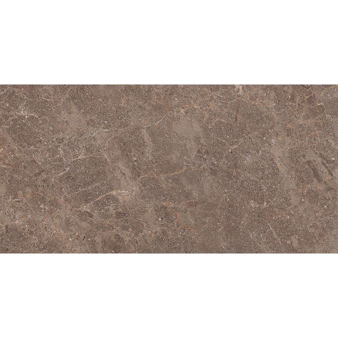 Fossil 30x60 Walnut Polished